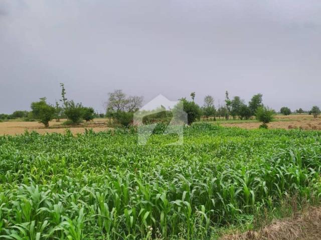 Ideal 25 Acre Fully Agriculture Land For Investment At Nearby Jarranwala Road Faisalabad