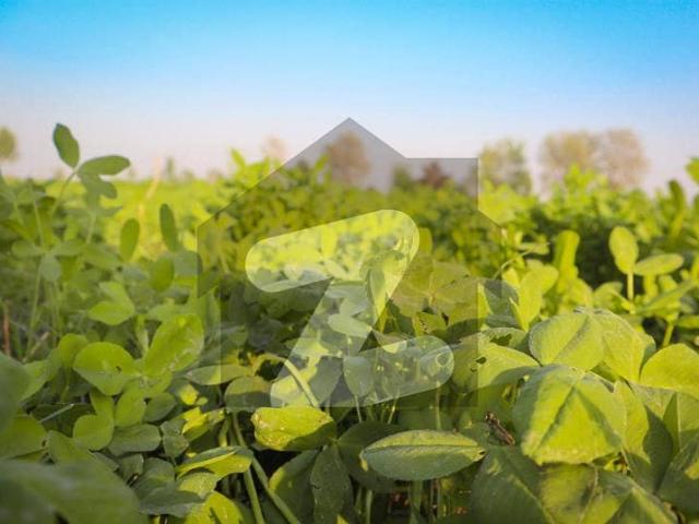 Ideal 3 Acer land For Investment at Main Samundri Road Near Roahan Wala By Pass Faisalabad