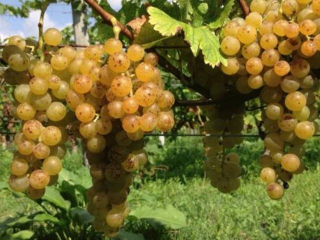 Il MOSCATO che desiderate e un'ombra di BARBERA