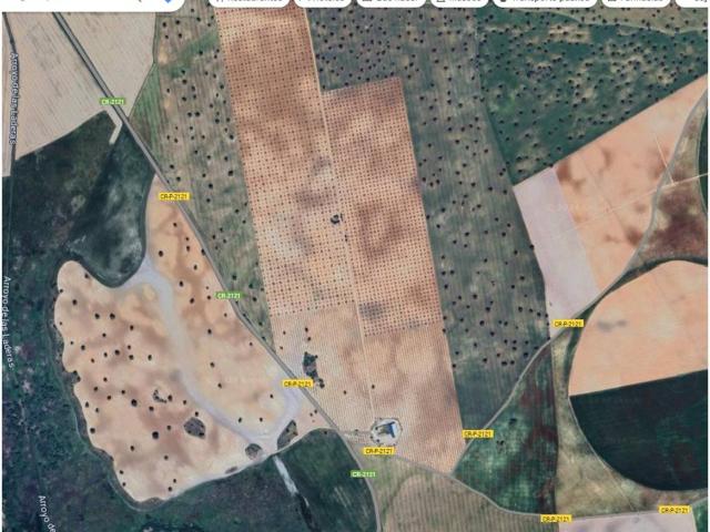 Impresionante finca de secano con olivos y labor