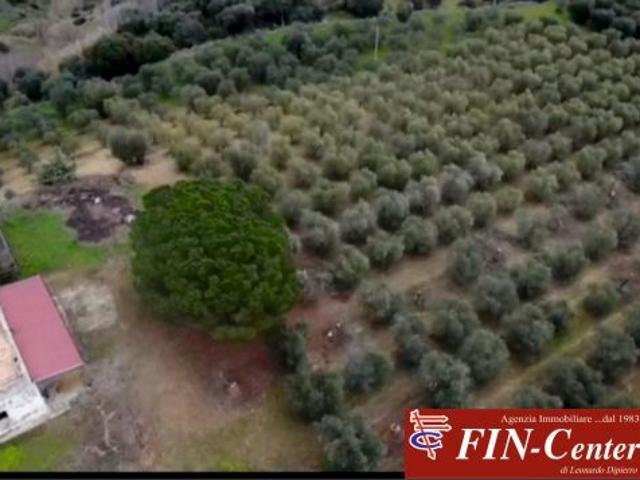 In vendita 1.900 alberi di uliveto