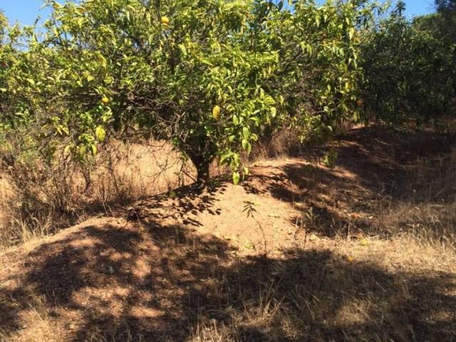 Inmueble en Venta en Bonares