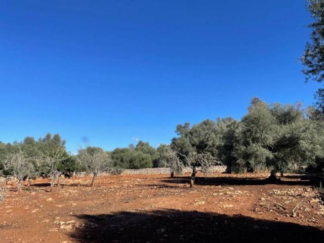 Inmueble en Venta en Sineu
