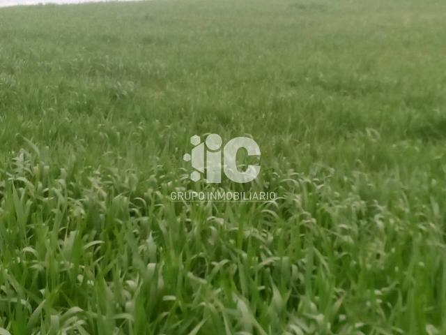INMEJORABLES TIERRA CALMA PARA OLIVAR