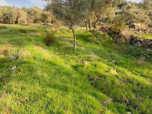 ÇINAR EMLAKTAN MİLAS KISIRLARDA 430m2 FIRSAT TARLA