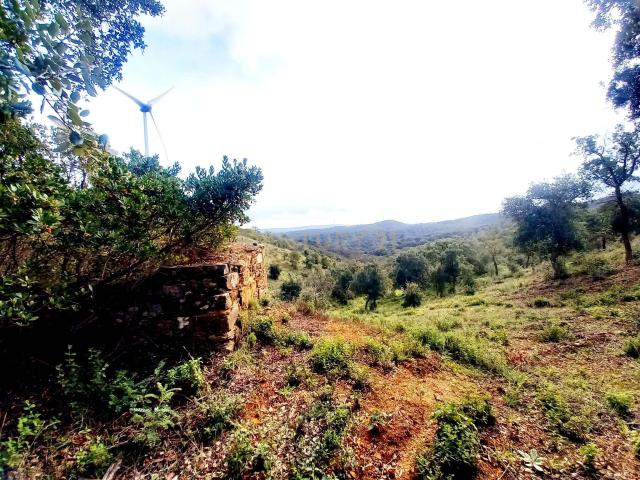Investimento Rural: 20 Hectares com Rendimento