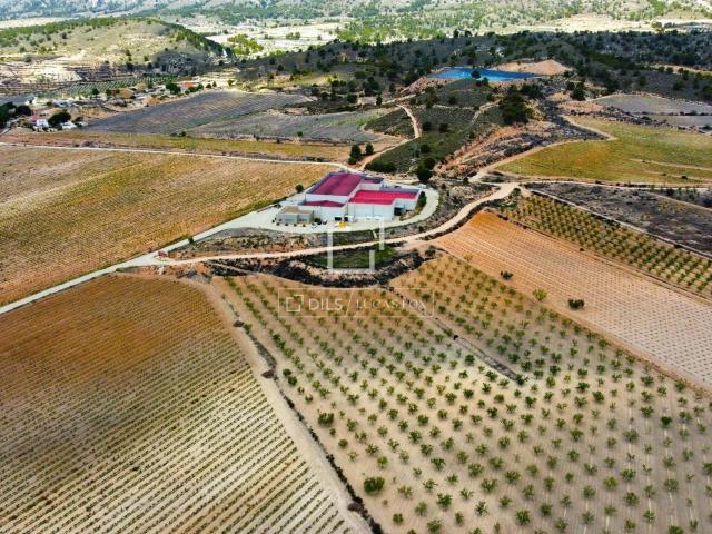 ¡Invierte en una joya del patrimonio vinícola español! Prese. 3694m² Pinoso