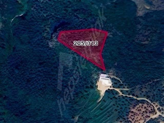Şirince'de Fırsat! 5900m acil Satılık Zeytinlik müstakil tapulu