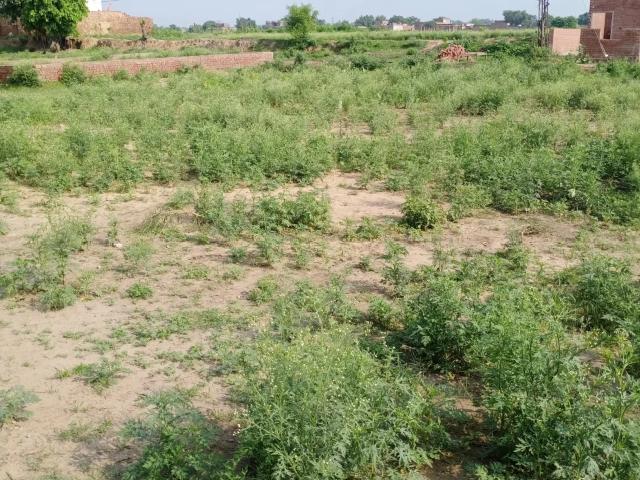Jandiala bagh wala main opposite Taaj petrol pump. Us k samne Gujranwala ID 71558