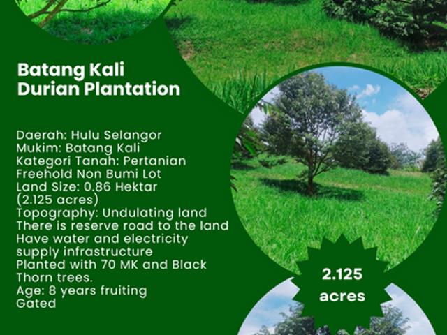Jalan Mahagoni 2a/7, Pekan Batang Kali