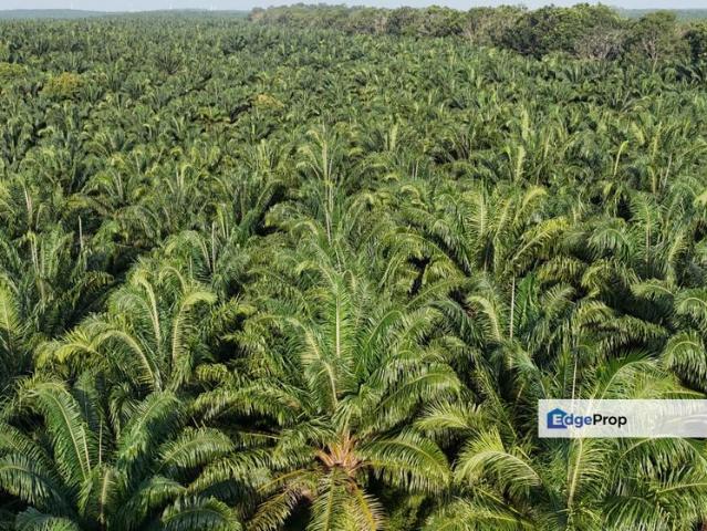 Jasin Jln Tehel Freehold Mainroad 9.9acres Matured Palm Oil Agri Land