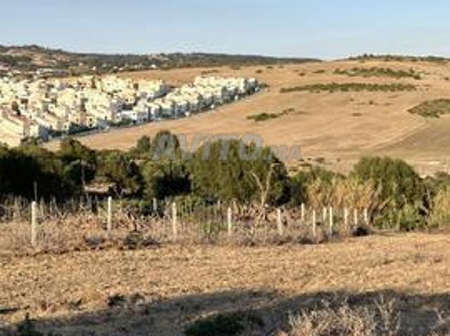 جبيلات أشقار