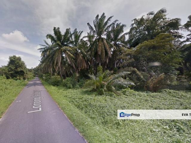 Jelutong