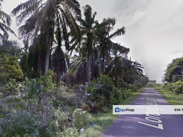 Jelutong