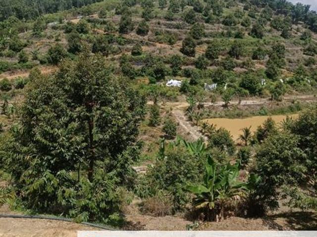 Jelebu