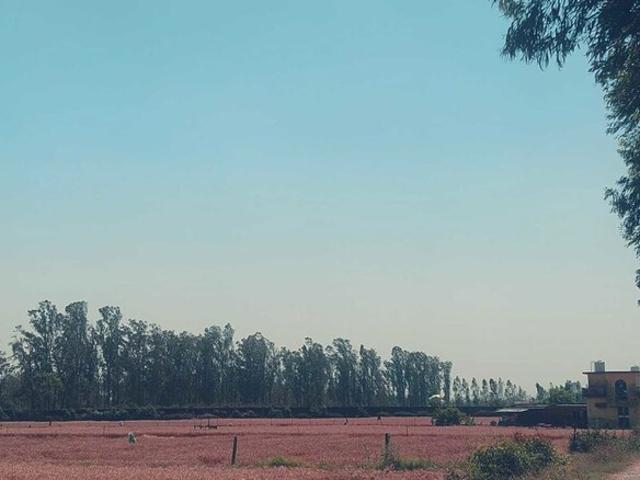 Jimcorbett Ramnagar Uttrakhand Commercial Land 756 Sq. Yd. in Ramnagar Nainital Listing ID: #10314