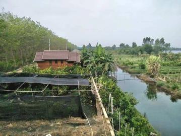 ขายถูกบ้านสวน 2 ไร่ พร้อมเรือนไทย อ.หนองเสือ จ.ปทุมธานี
