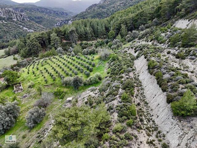 KAŞ DEREKÖY ZEYTİN AĞAÇLI 8.600 M TEK TAPU SATILIK TARLA