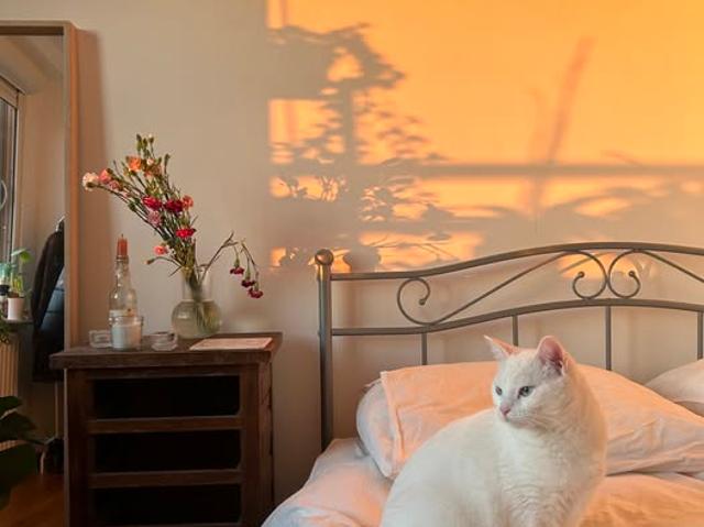 kamer for rent Amsterdam Gaasperplas