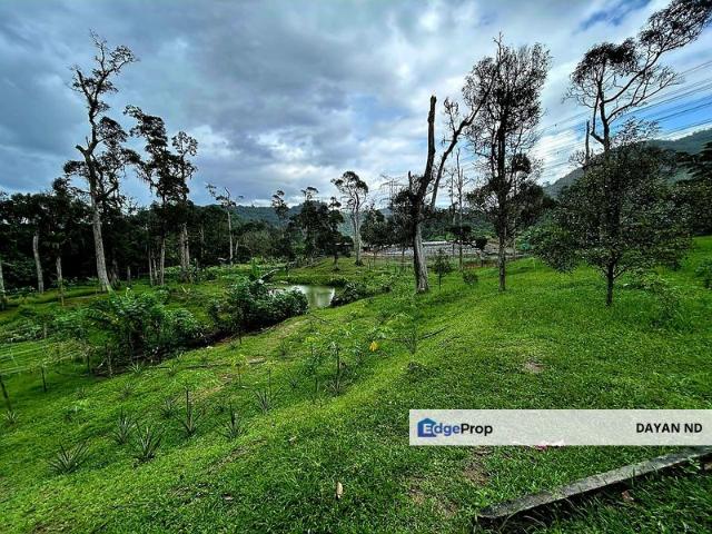 Kampung Baru Broga