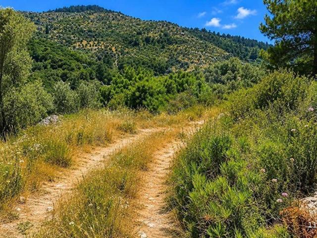 Kadastral yolu bulunan 5865 m2 satılık zeytinlik