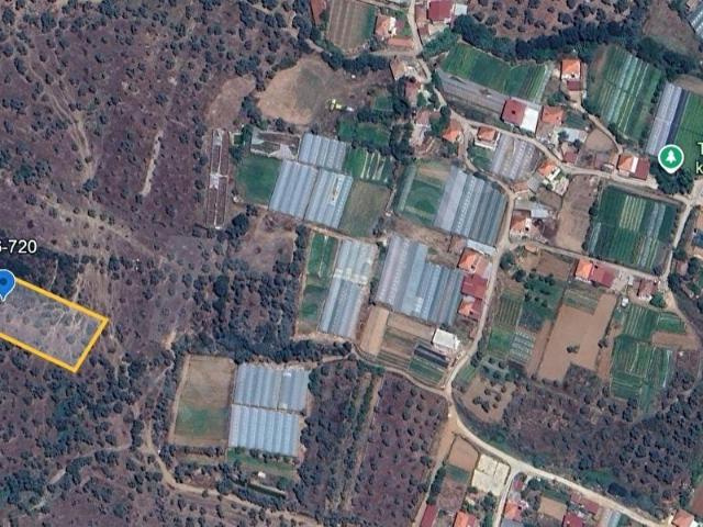 Kafacada Yerleşime Yakın 2.176 m Tek Tapu Zeytinlik