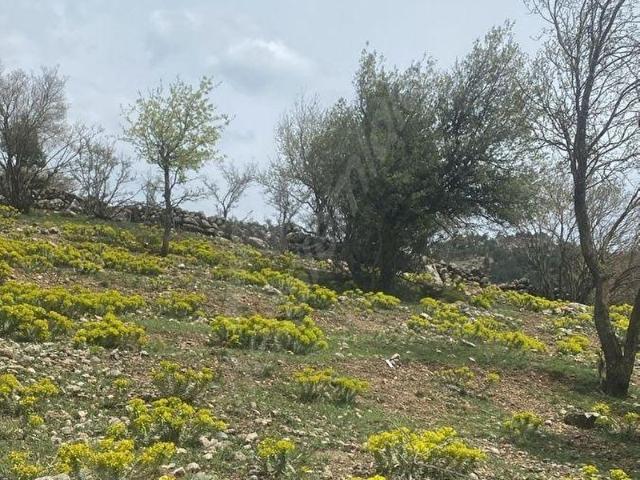 KAHRAMAN GÜLEK'DE 1.130m2 ANA YOLA 2.PARSEL SATILIK TARLA