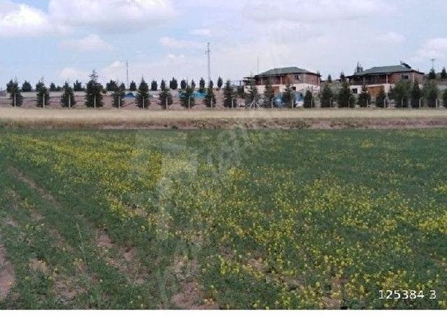K.Kazan İymir 8.750 M2 Satılık Verimli, düzTarla Tek tapu