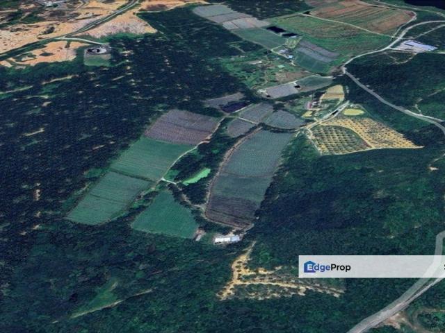 Kalumpang