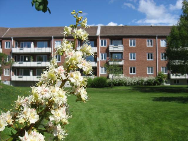 Kaplansgatan 17