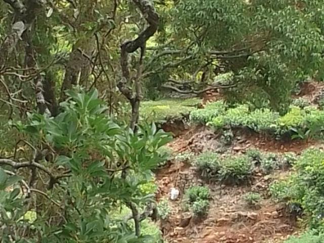 Kapptti Tea Land 4400 Sq. Ft. Plot in Coonoor Ooty Listing ID #8672