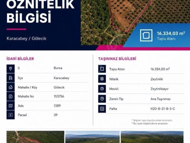 KARACABEY GÖLECİKTE 16.334 m2 ZEYTINLIK