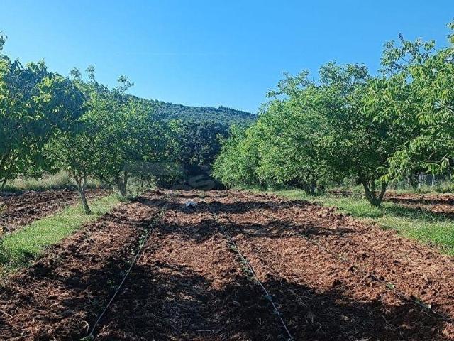 KARACABEY OKÇULARDA CEVİZLİK VE YATIRIMLIK FIRSAT ARAZİ