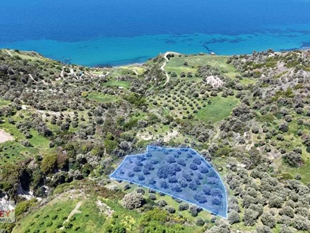 Karaburun Hasseki Köyünde 5 Dönüm Satılık Tarla