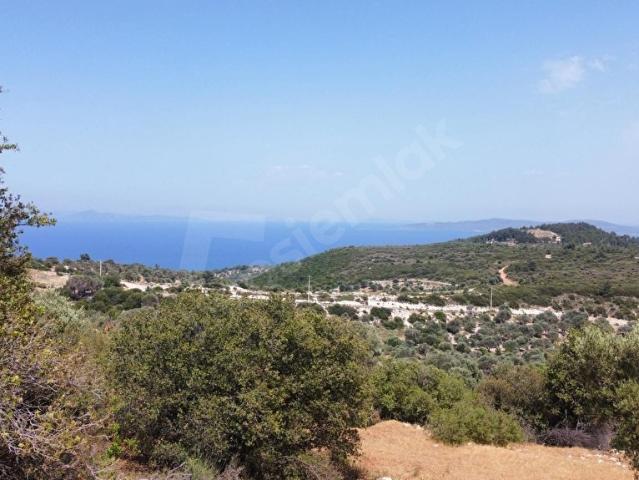 Karaburun Mordoğanda Yola Cepheli Deniz Manzaralı Zeytinlik