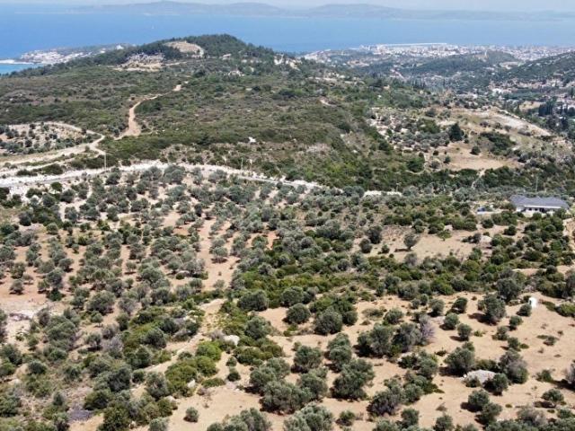 Karaburun Mordoğanda Yola Cepheli Deniz Manzaralı Zeytinlik