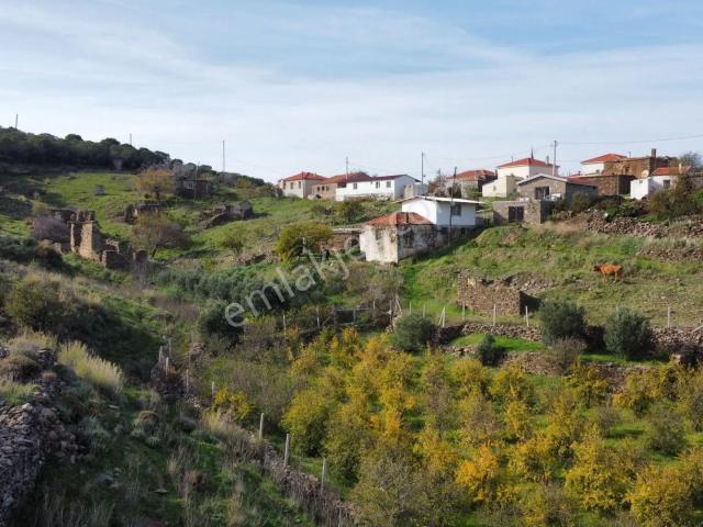 Karaburun Parlakta 689 M² Zeytinlikte Eşsiz Köy Evi