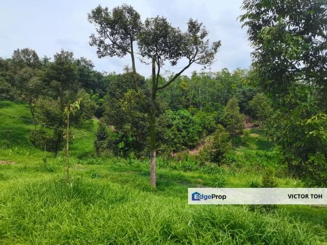Karak agriculture land durian farm planted durian trees with road access