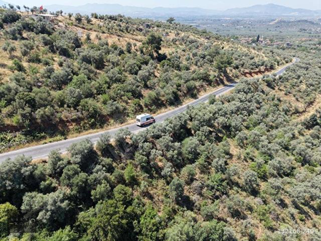 Karakoç EMLAK'tan BAYINDIR Kızılcaovada 2.600 m2 ZEYTİNLİK