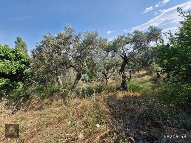 Karaot Köyünde Satılık 6347 m2 Zeytinlik