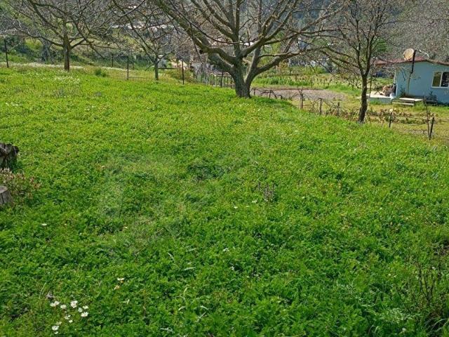 KAVACIK KÖYÜNE YAKIN ACİL SATILIK TEK TAPU 817 M.KARE TARLA