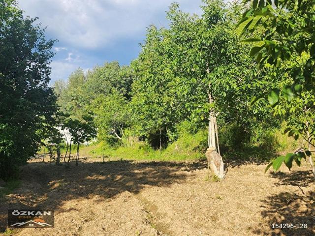 KAVAKLIDERE MENTEŞE MAHALLESİNDE 1281M2 SATILIK CEVİZ BAHÇESİ