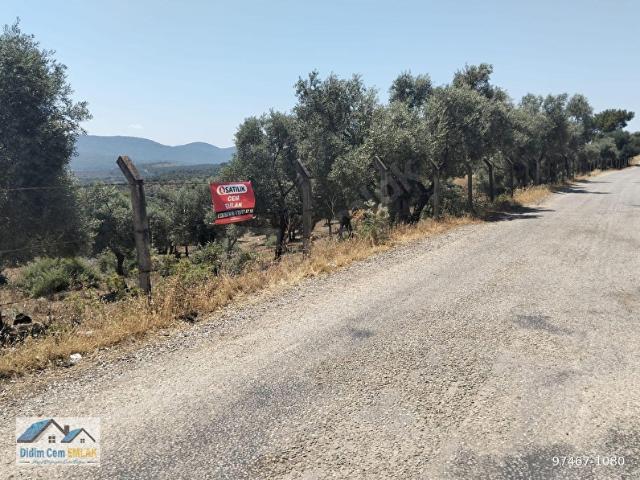 KAZIKLI KOYUNA 3 KM 29,000M2 SATILIK ZEYTİNLİK VE TARLA