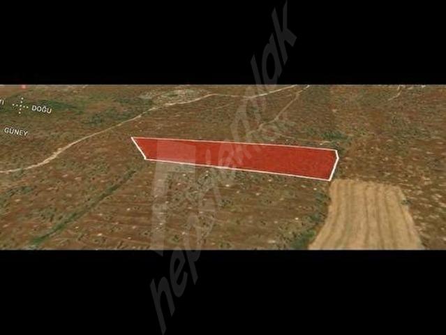 KAZIKLI'DA SÜPER ZEYTİNLİK