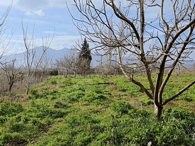 Kemalpaşa Aşağı Kızılca Satılık 7668 M2 Arazi