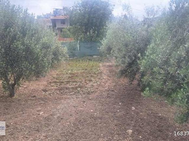 Kemalpaşa Aşağıkızılcada Kupon arsa