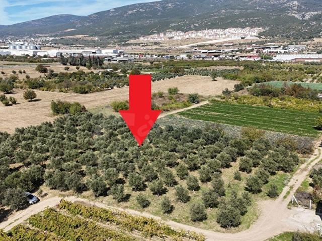 Kemalpaşa Çambel'de 4.542m2 Satılık Zeytin Bahçesi