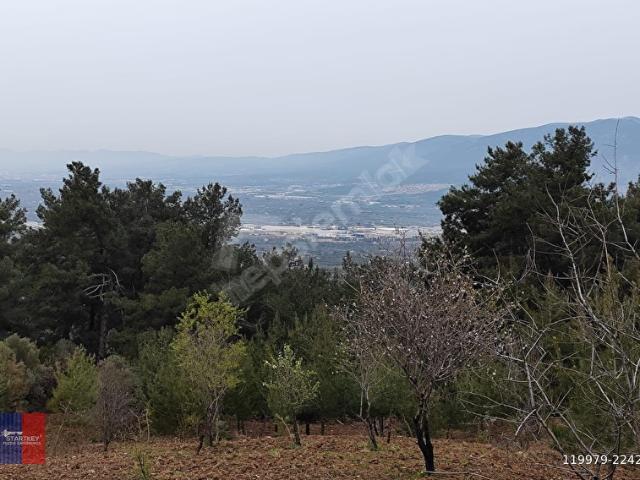 Kemalpaşa Armutlu da SATILIK Arsa