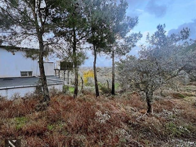 Kemalpaşa Armutlu Hürriyet Mah. Satılık 1.950 m2 Bahçe