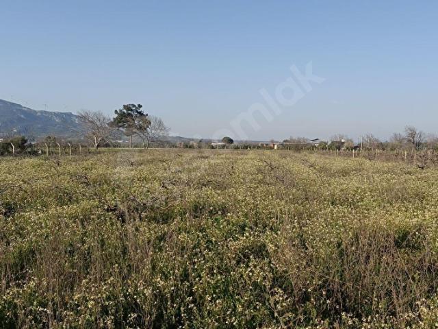 Kemalpaşa Armutlu Satılık 4210m2 Arazi